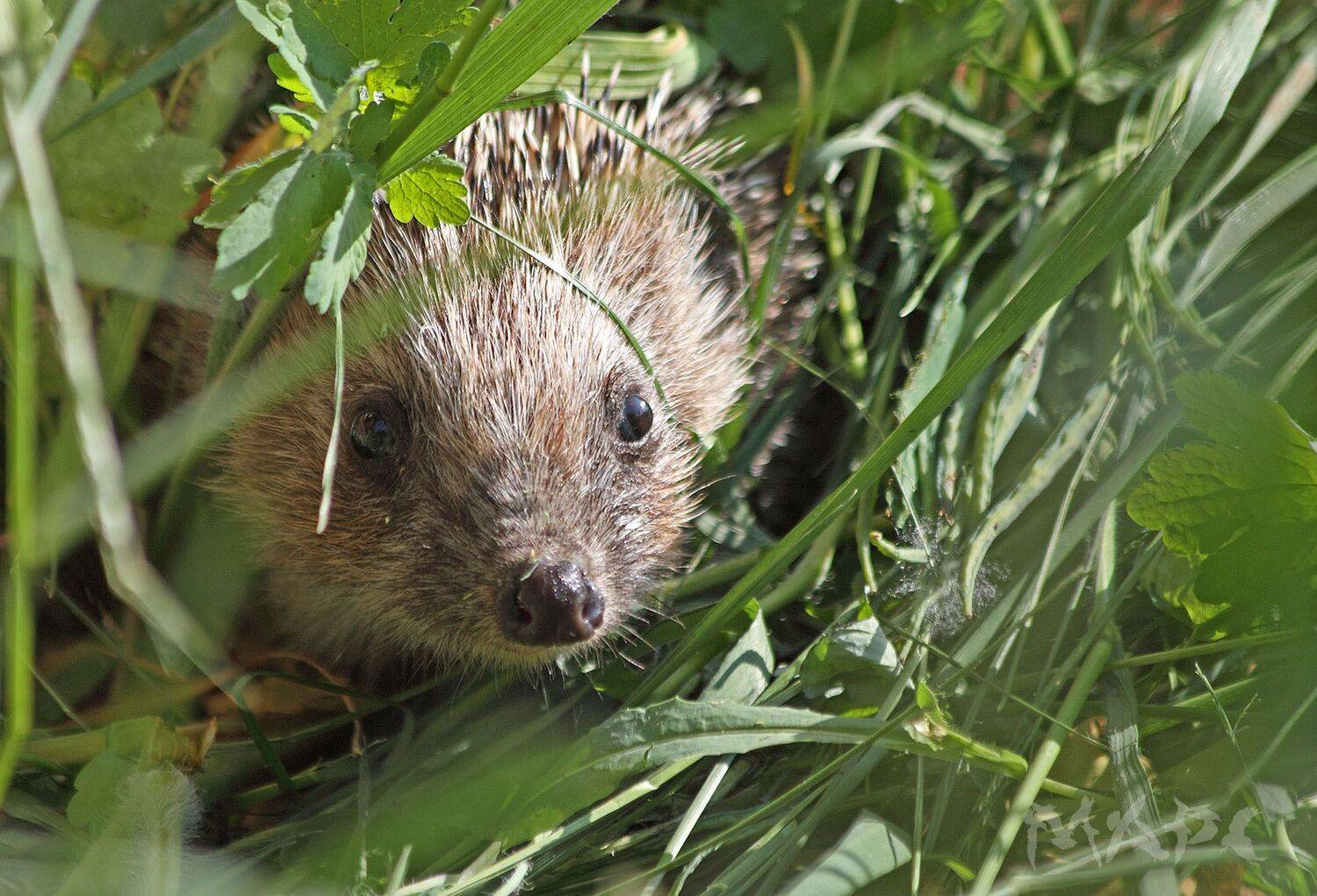 , Шангареев Марс
