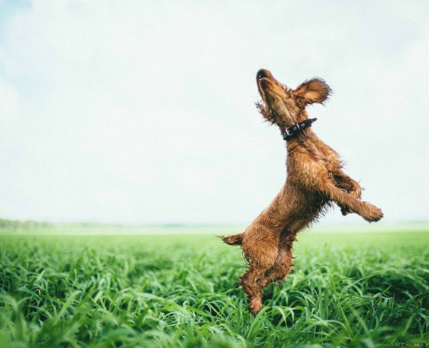 собака, Марта Май