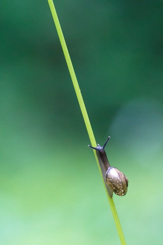 Из жизни улиток фото превью