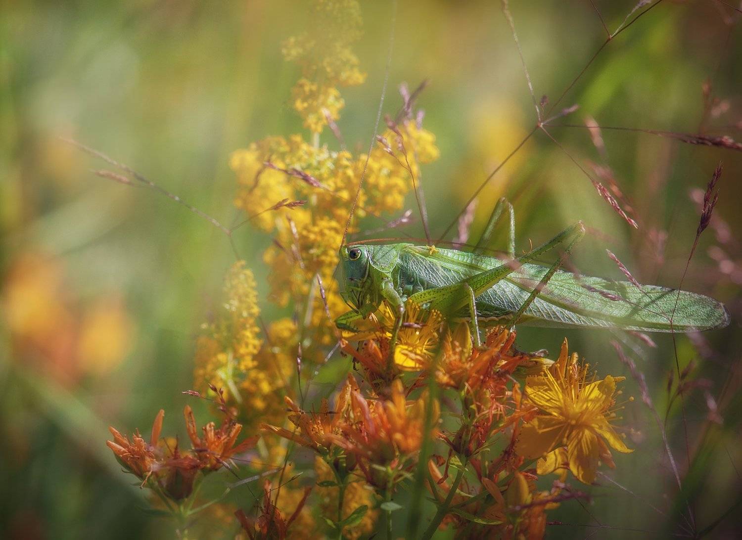 , Аделина Деветакова
