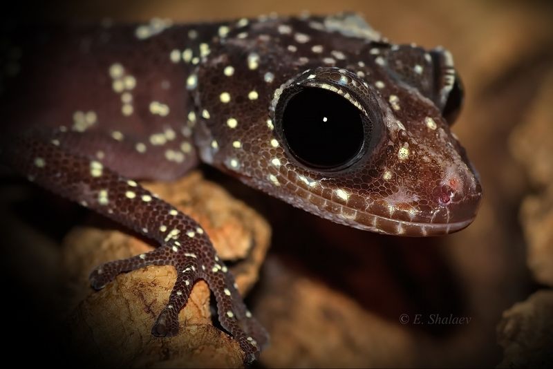 Geckos, Lizards, Paroedura masobe, Reptilia, Геккон, Геккон земляной мособе, Рептилии, Ящерица Paroedura masobe фото превью