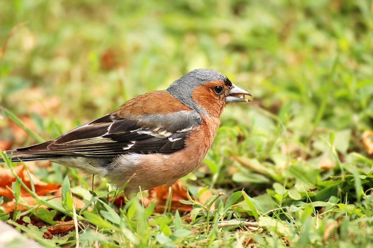 природа, парк, птицы, зяблик, Шруб (Беляева) Татьяна