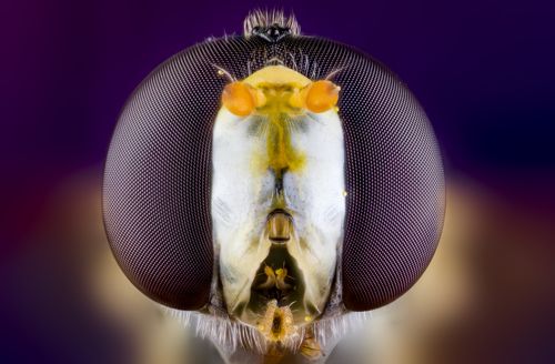 большие глаза маленького мира