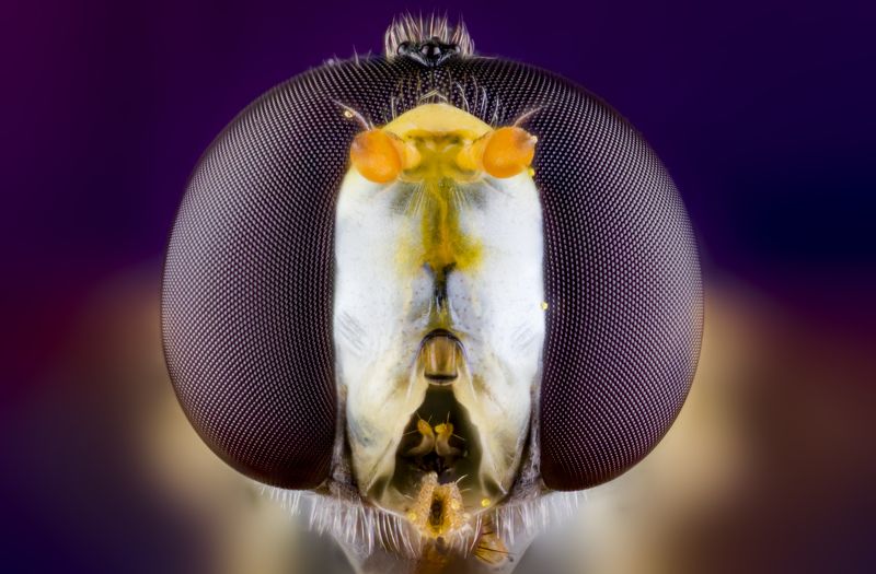 macro wild insect большие глаза маленького мира фото превью