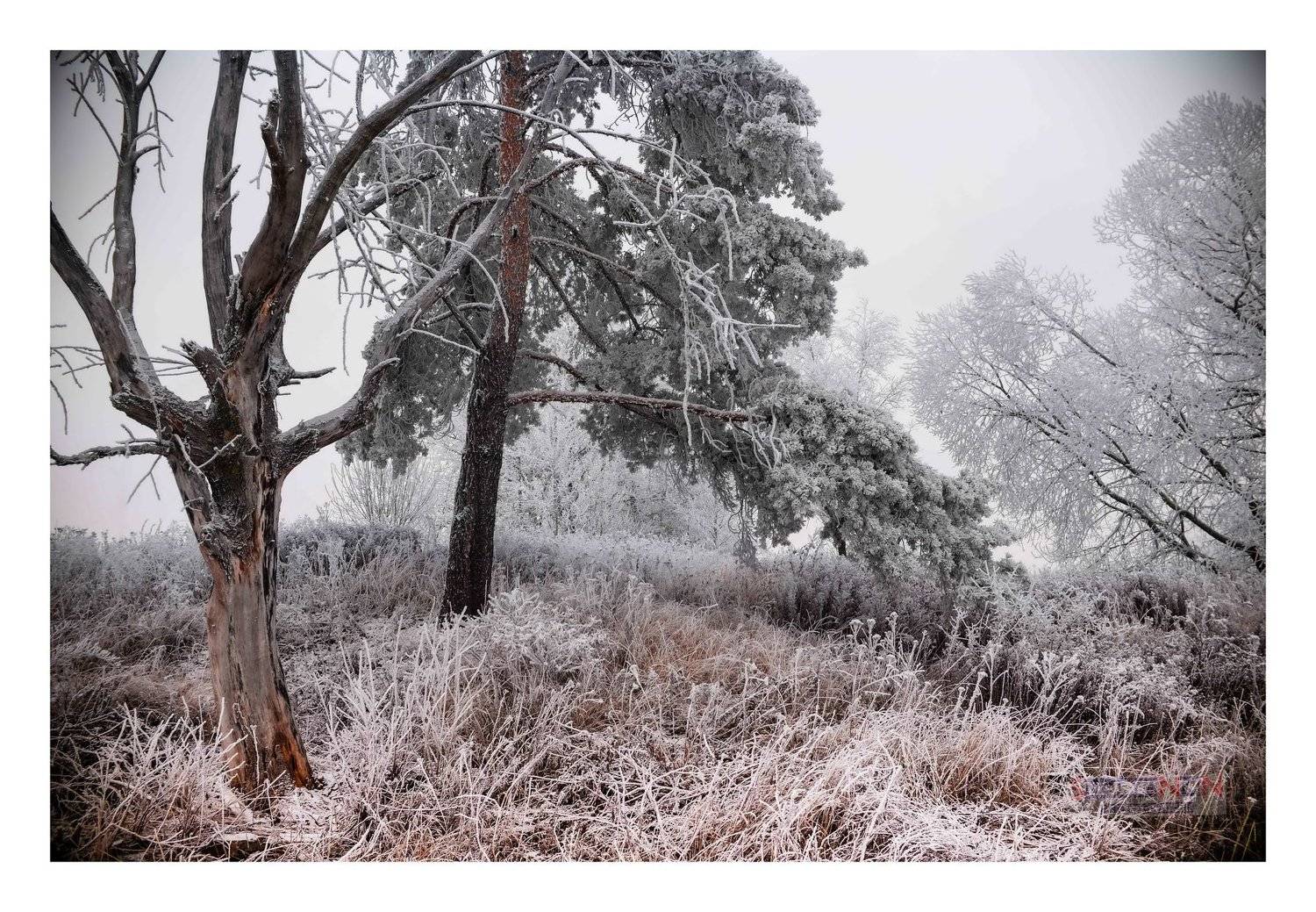 иней, мороз, снег, зима, хвоя, лес, Россия, Смоленск,frost , frost, snow, winter , pine needles , wood, Russia , Smolensk , Николай Смолянкин