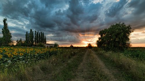 Закат с подсолнухами