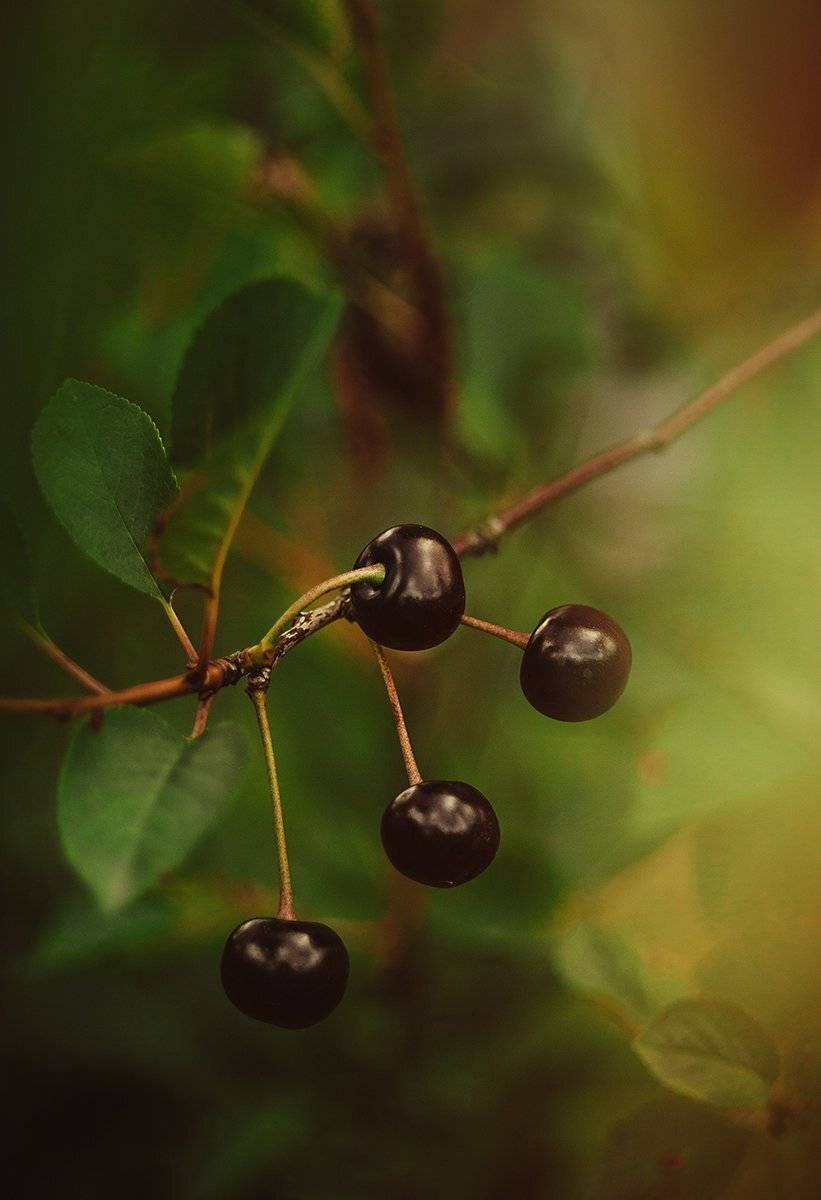 Анна чернякова, Вишня, Лето, Макромир, Чернякова Анна