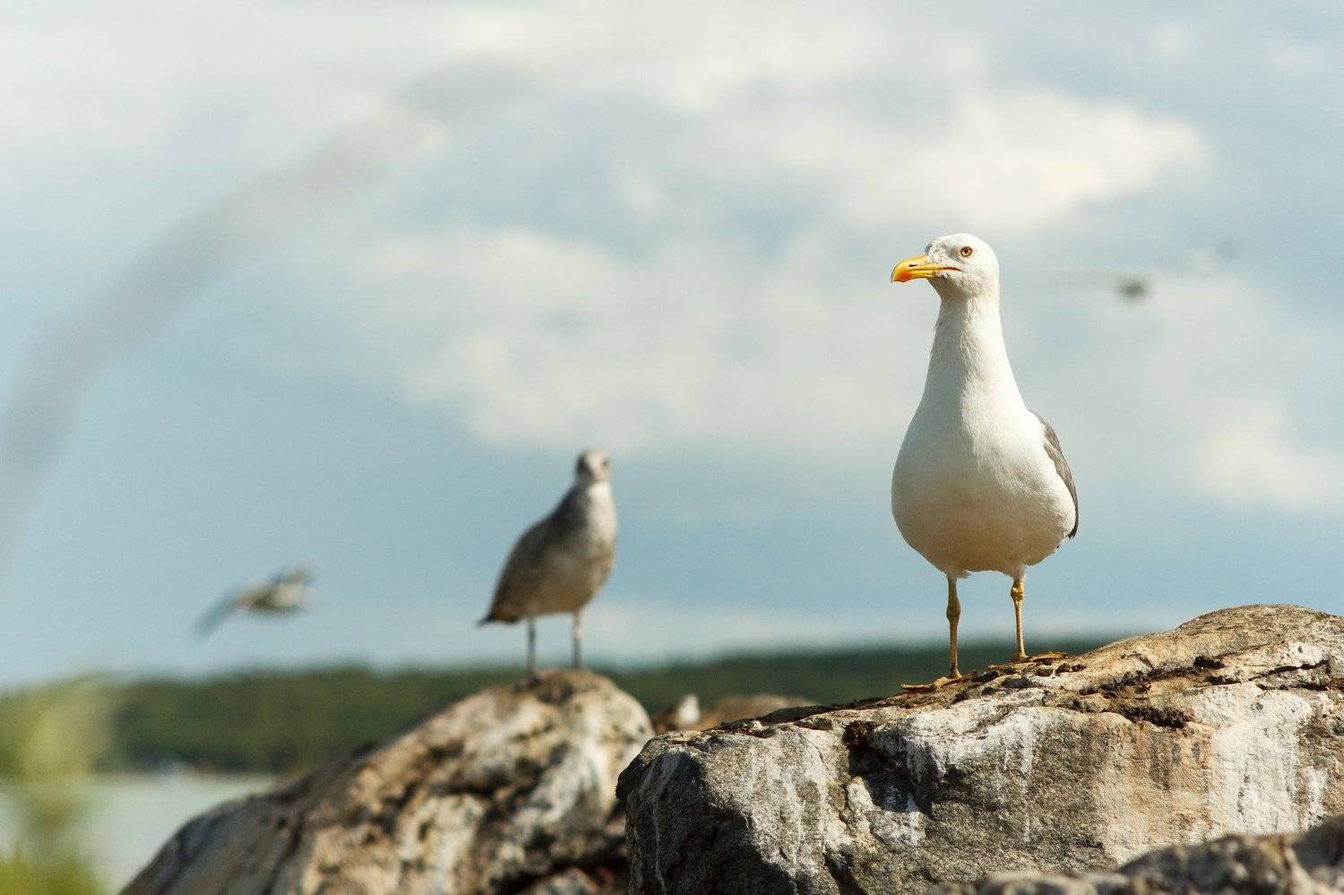 , Потапов Артём
