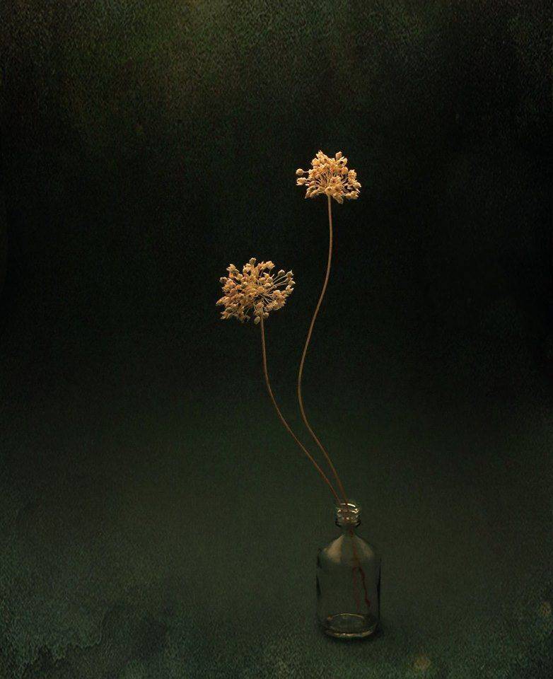 still life, flower, Елена