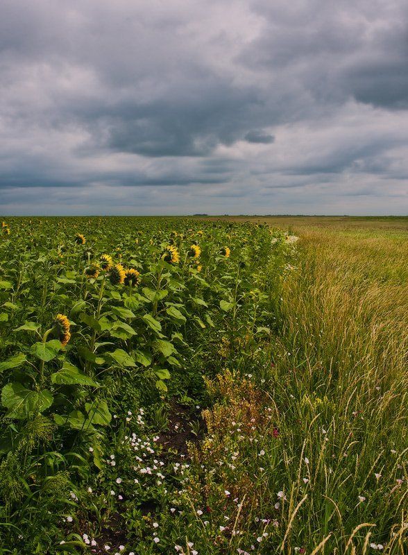 подсолнухи, тучи Царство подсолнухов фото превью