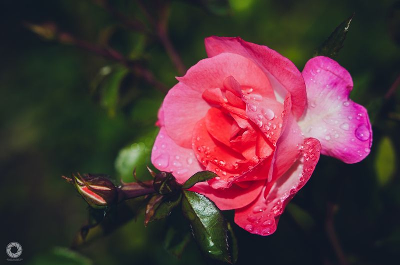 Троянда фото превью