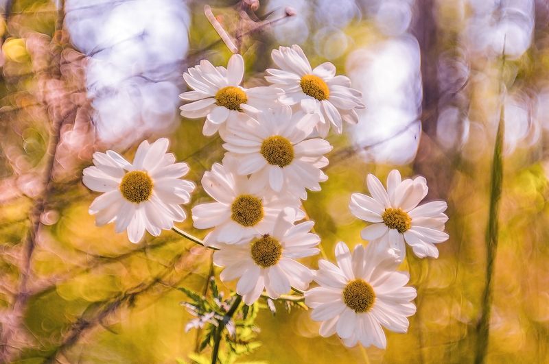 боке, день, июль, летние краски, лето, поле, природа, растение, растительность, ромашка, ромашки, россия, солнечно, солнечный день, татарстан, цветок, цветы, яркие краски Летние краски фото превью