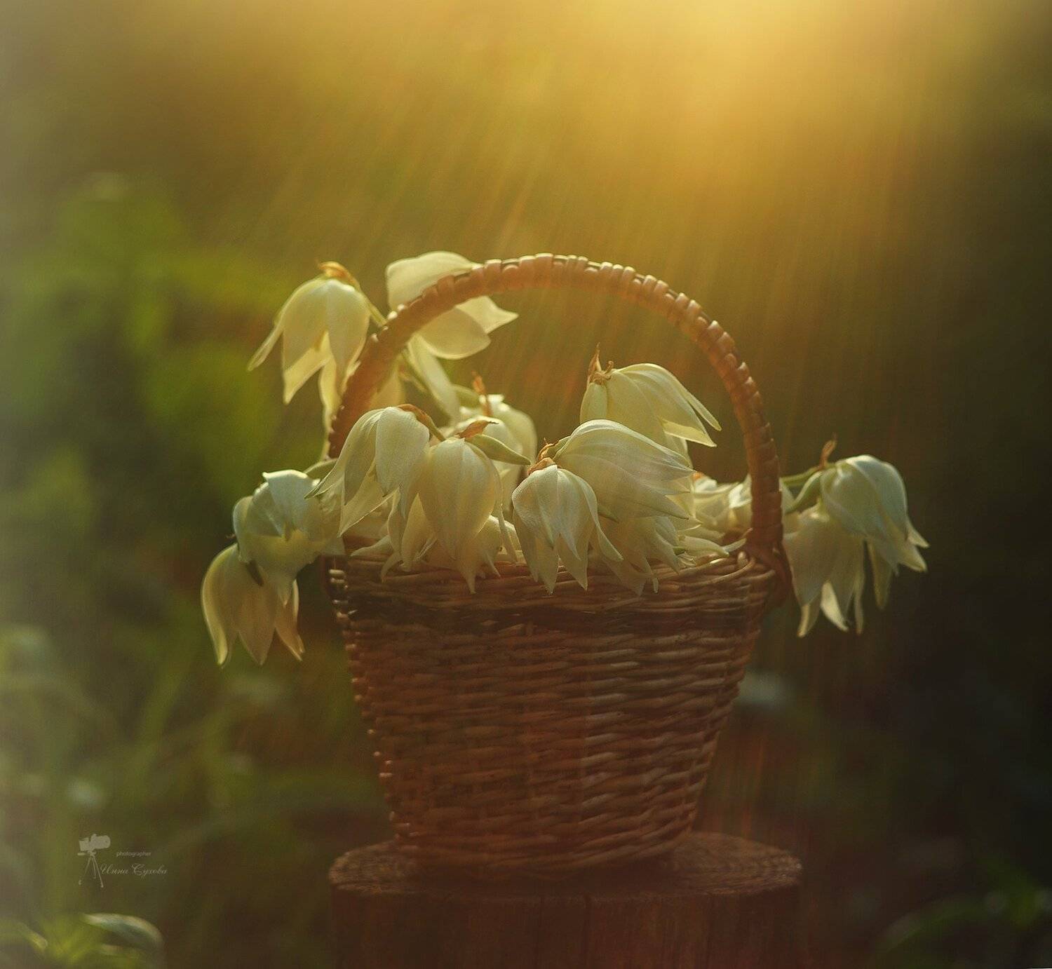 Корзинка, Лучи, Цветы, Юкка, Инна Сухова