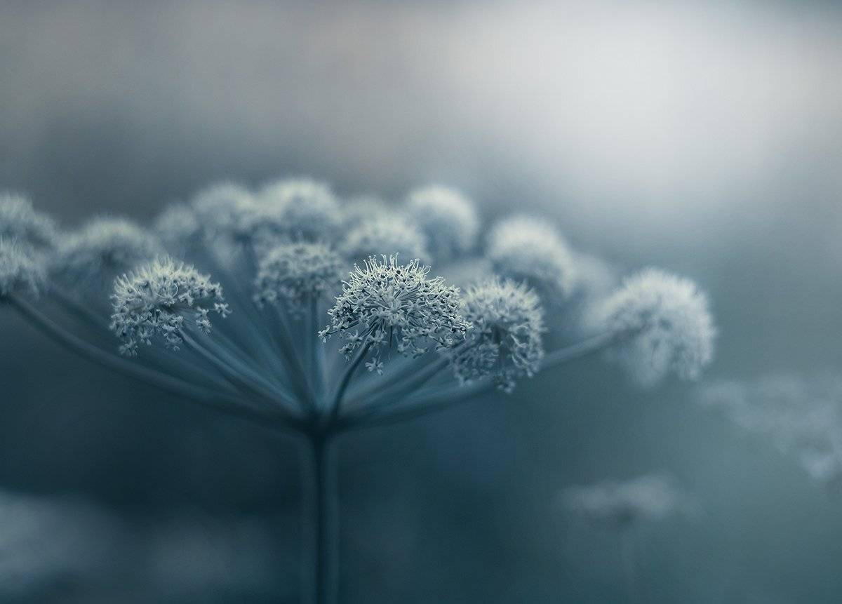 Анна чернякова, Макромир, Макросъемка, Цветок, Чернякова Анна