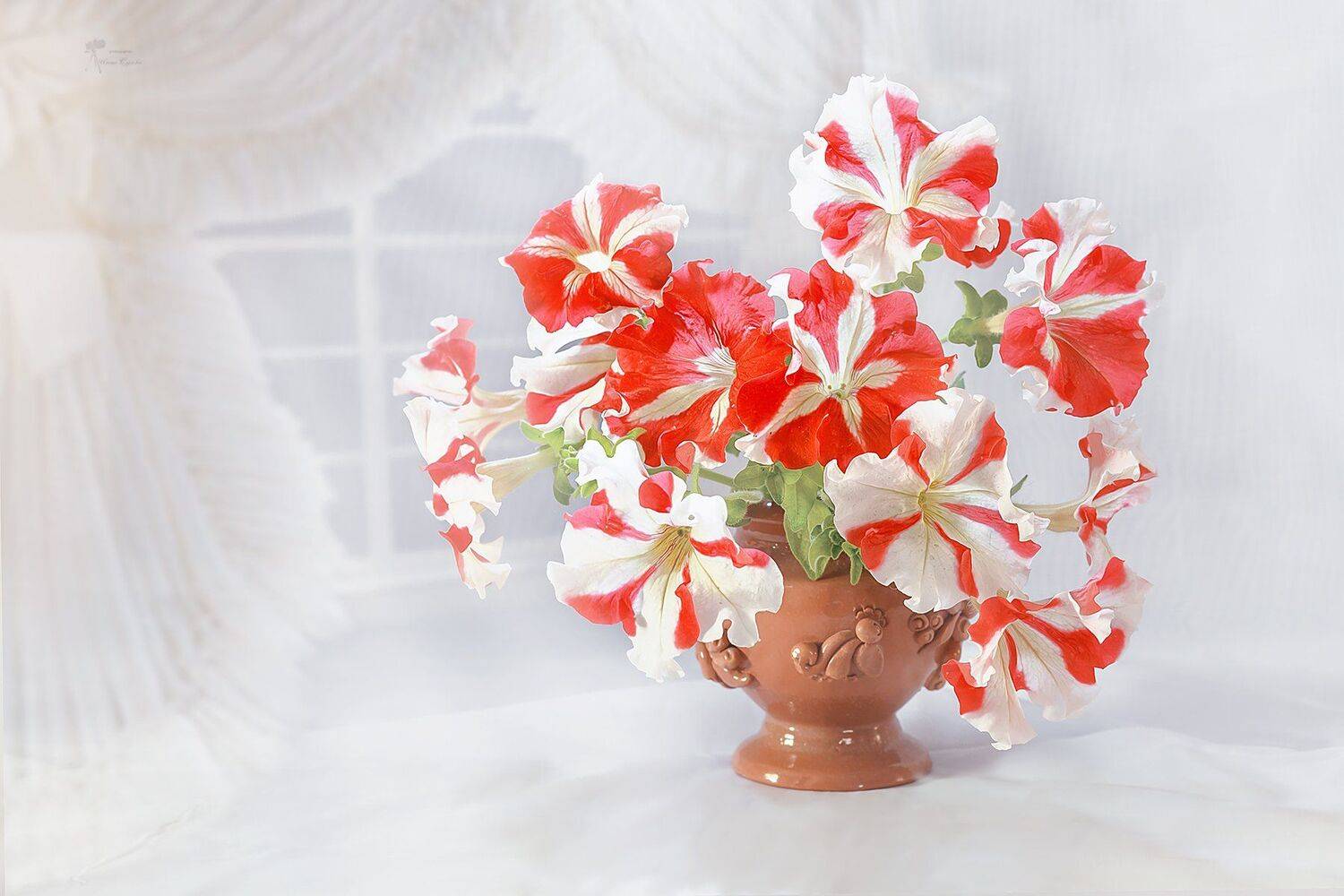 Ваза, Окно, Петунии, Цветы, Инна Сухова