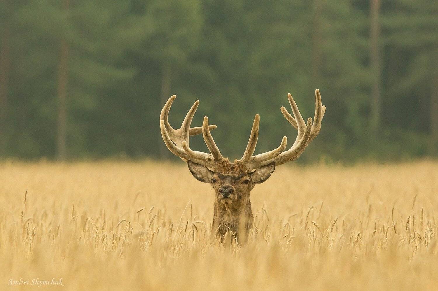 , Андрей Шимчук
