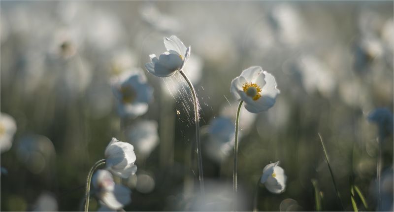 о нежности весны... фото превью