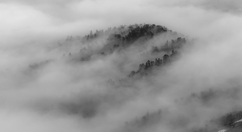 ЭТОТ ЁЖИК В ТУМАНЕ фото превью