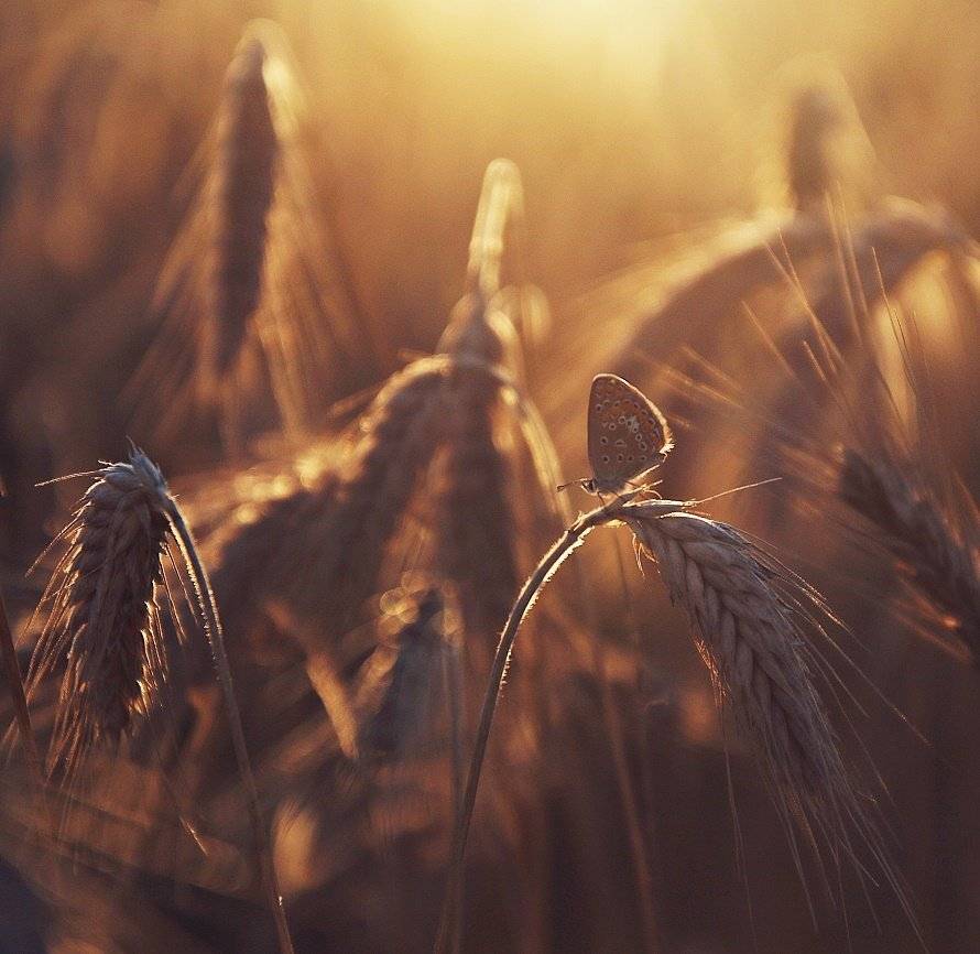 , Krzysztof Trojanowski