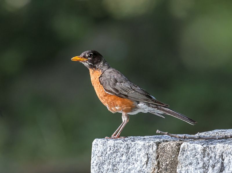 Животные, Пернатые, Природа, Птицы, Фауна Странствующий дрозд.Робин.American Robin. фото превью