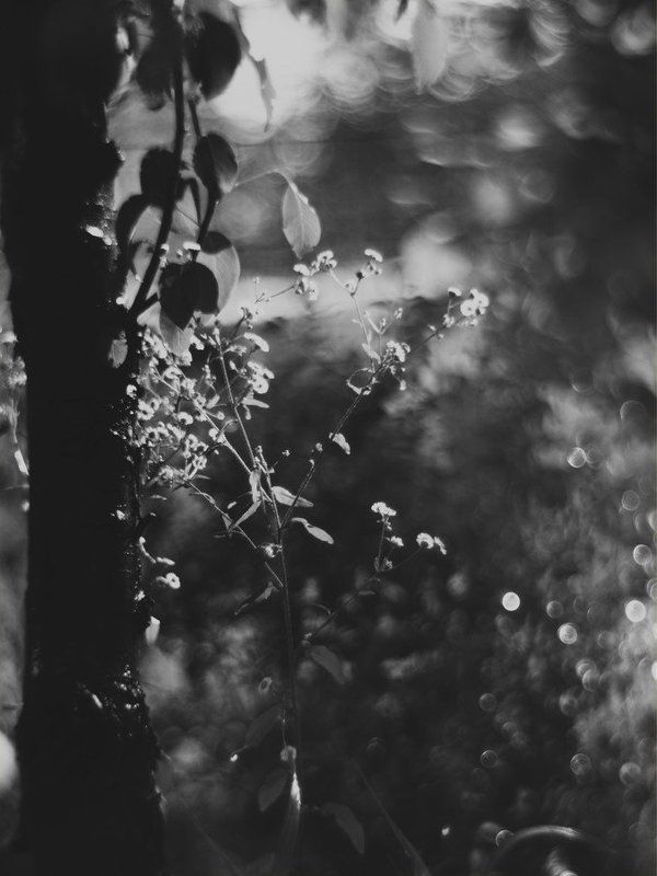 линии, пятна, настроение, природа, свет Light sadness фото превью