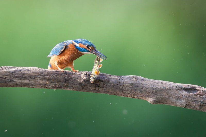What a catch!!! фото превью