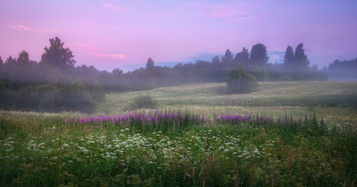 утро, рассвет, туман, поле, россия, разнотравье, иван-чай, сидозеро, Cтанислав Малых