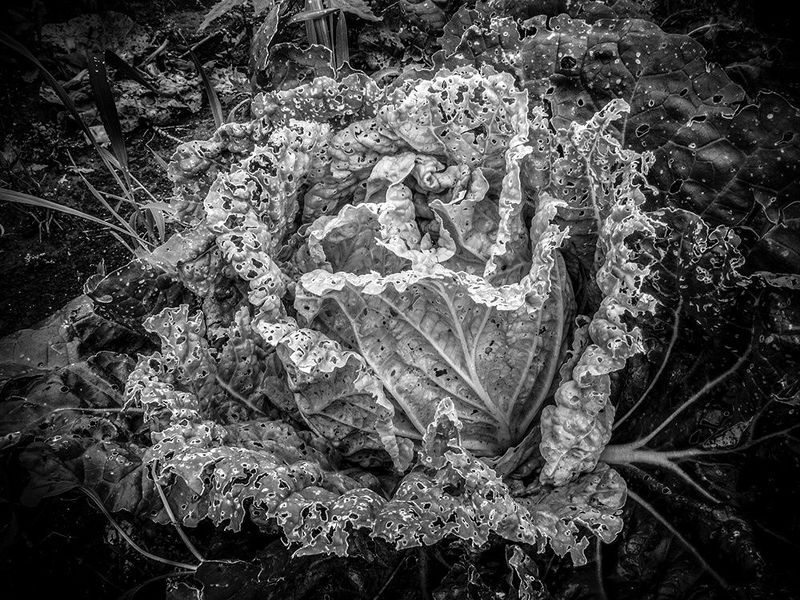 Природа, Черно-белое Капуста фото превью