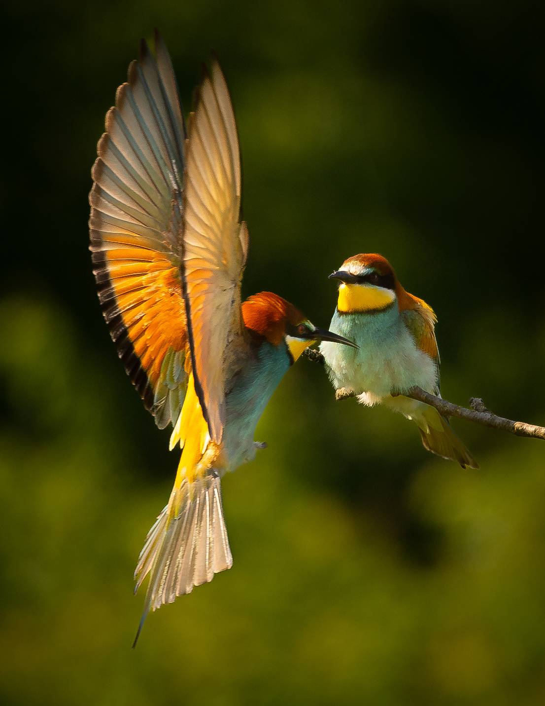 Bee-eater. Автор: Adamec Robert , Adamec Robert