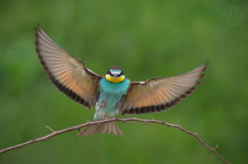 Щурка - Lens and Feathers фото превью