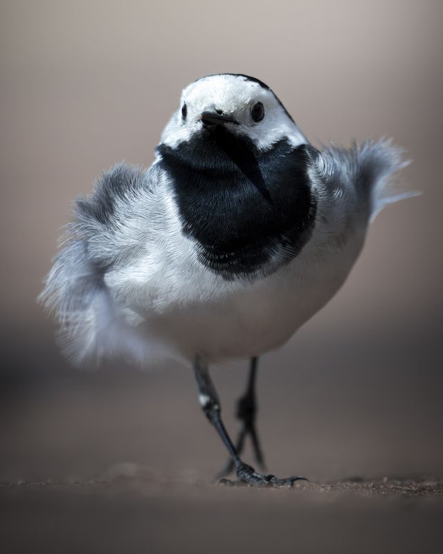 Белая трясогузка (Motacilla alba) фото превью