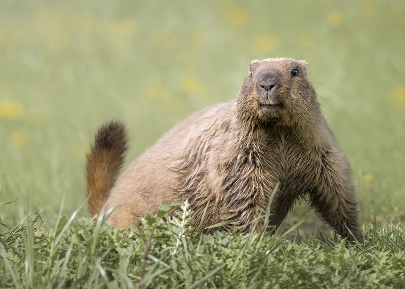 Сурок обыкновенный (Marmota bobak) фото превью