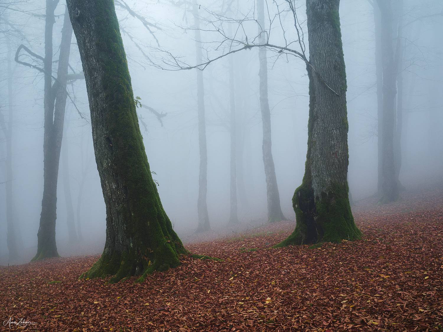 forest, landscape, nature, travel, photography, fog, mist, autumn, Aws Zuhair