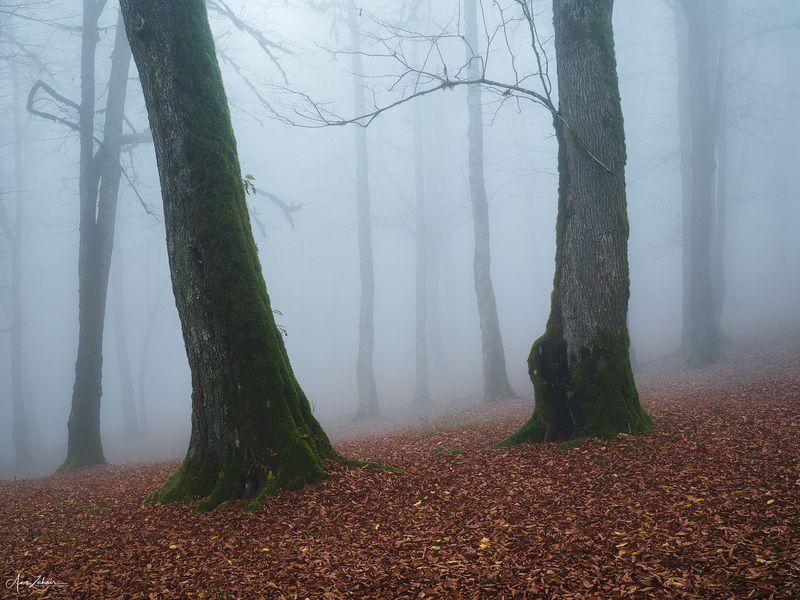 forest, landscape, nature, travel, photography, fog, mist, autumn Foggy Forest фото превью