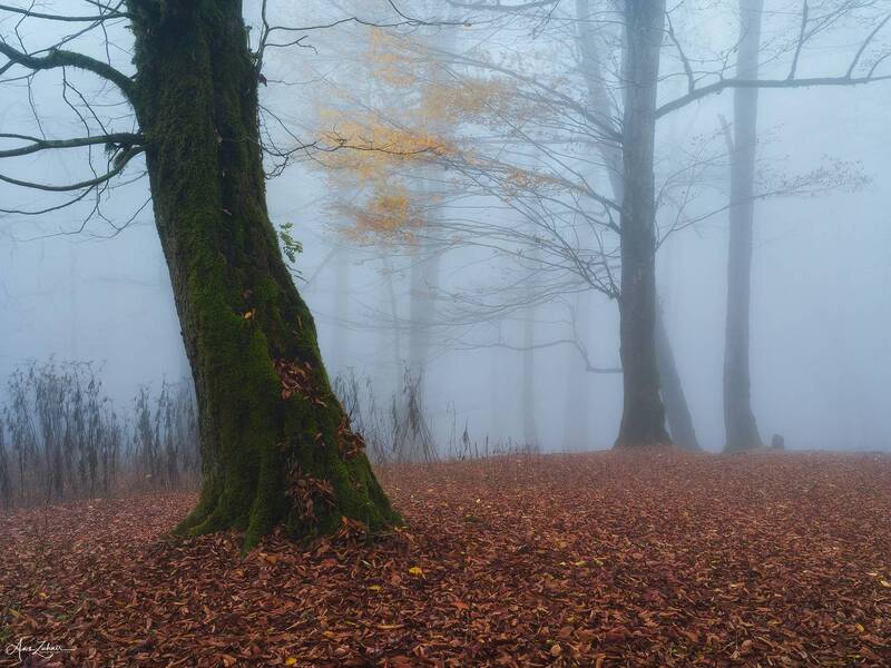 landscape, nature, travel, photography, autumn, fog, forest, tree Foggy Forest фото превью