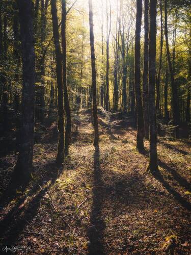 Spot Light
