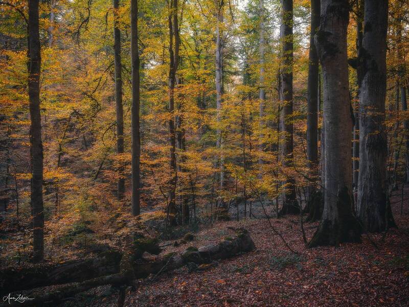 forest, landscape, nature, autumn, travel, photography Ancient Forest фото превью