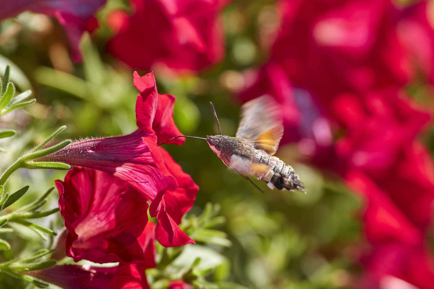 Языкан обыкновенный, Macroglossum stellatarum, Павел Сторчилов