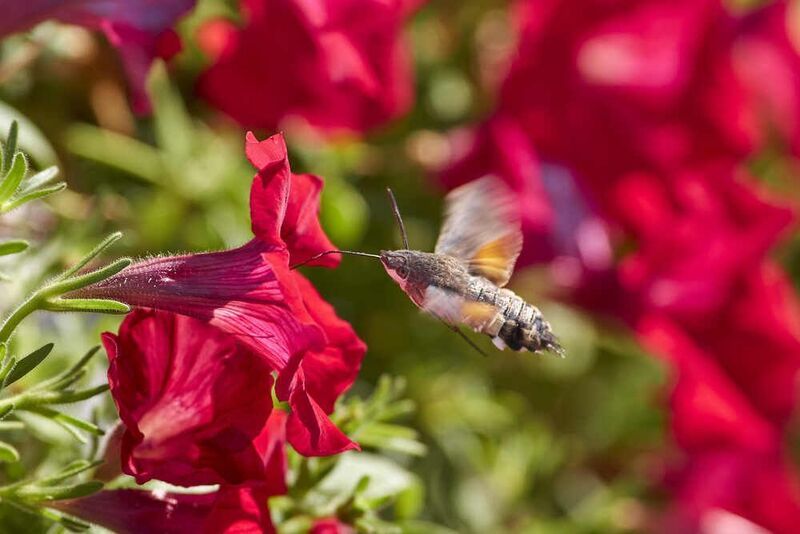 Языкан обыкновенный, Macroglossum stellatarum Macroglossum stellatarum фото превью