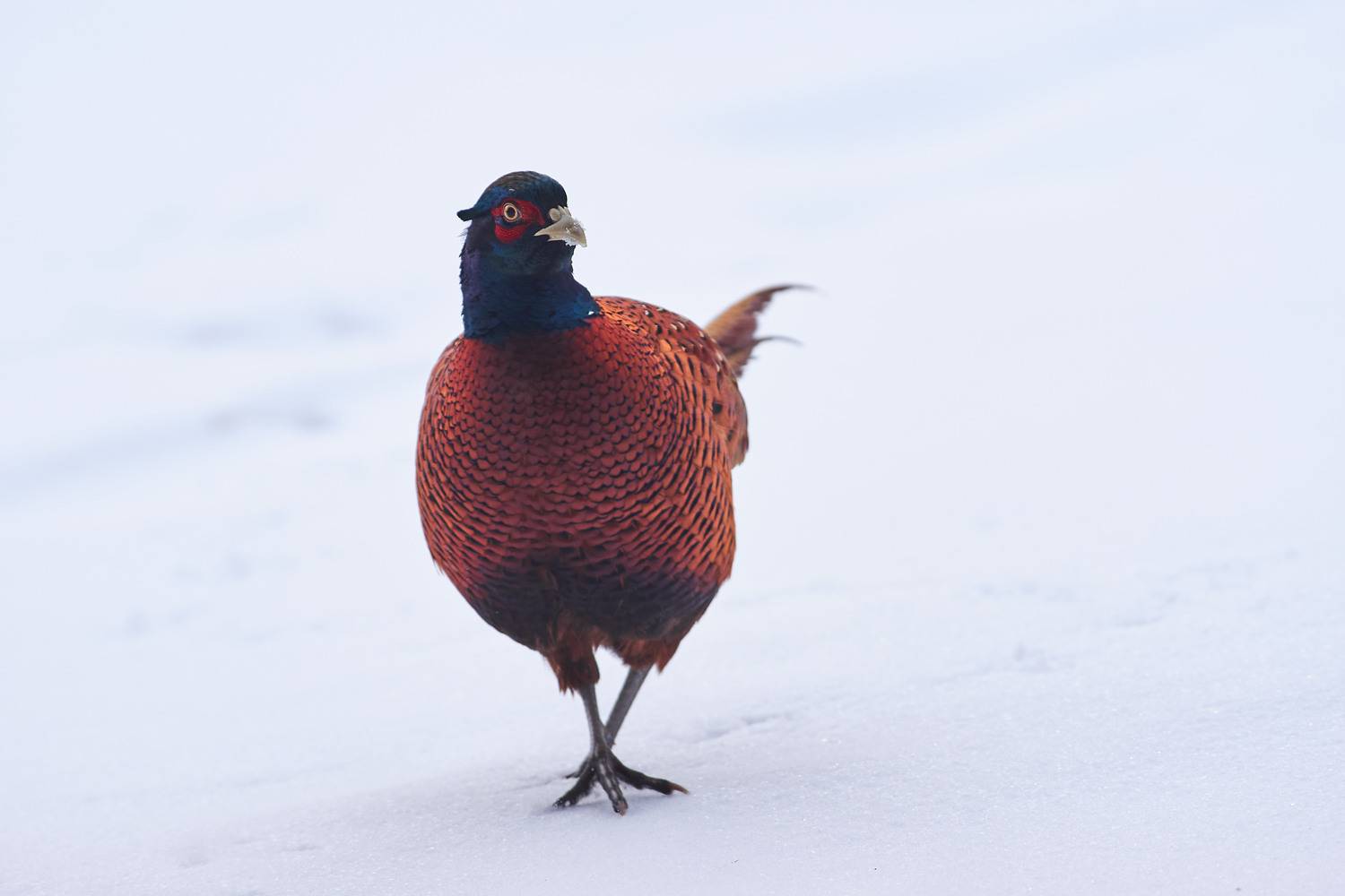 Phasianus colchicus, Обыкновенный фазан, Павел Сторчилов