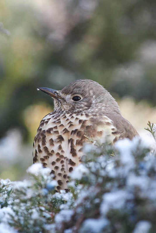 Turdus viscivorus, деряба Turdus viscivorus фото превью