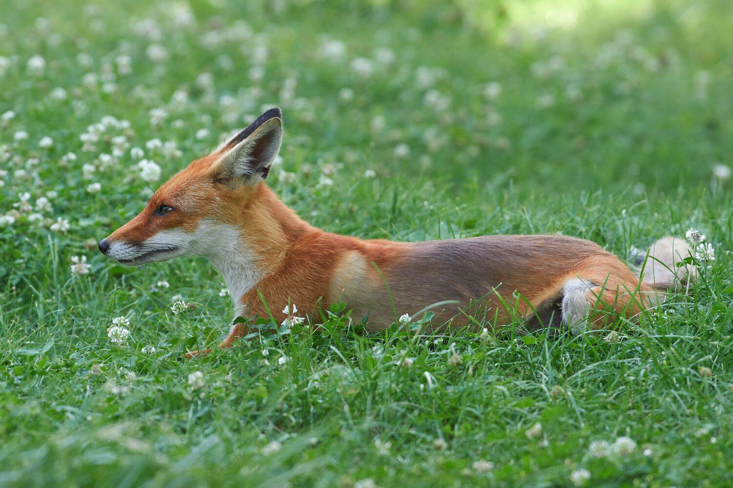 Vulpes vulpes, рыжая лисица, Павел Сторчилов