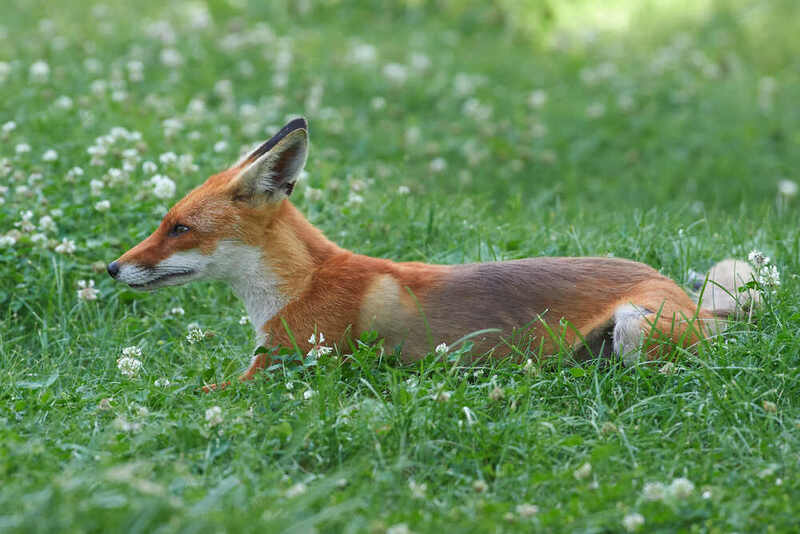 Vulpes vulpes, рыжая лисица Vulpes vulpes фото превью
