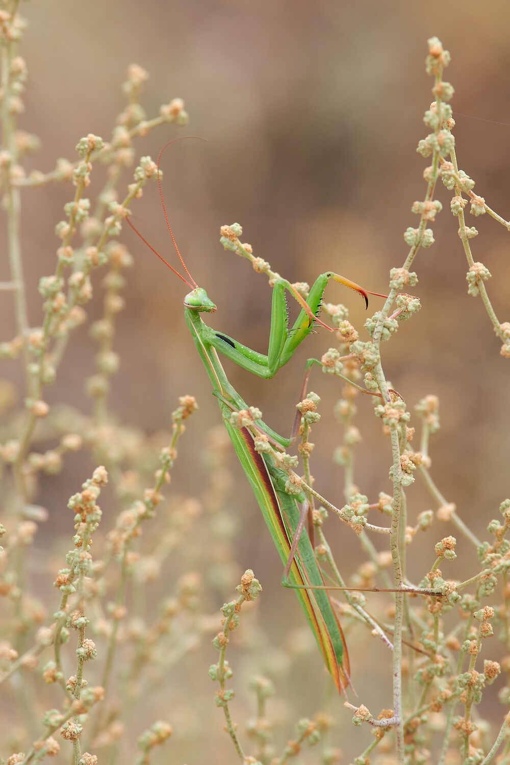 Mantis religiosa, богомол, богомол религиозный, Павел Сторчилов