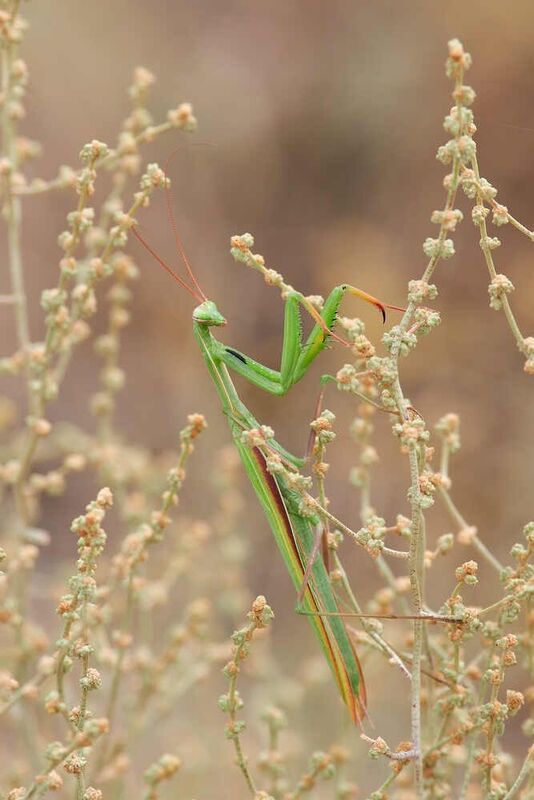 Mantis religiosa, богомол, богомол религиозный Mantis religiosa фото превью