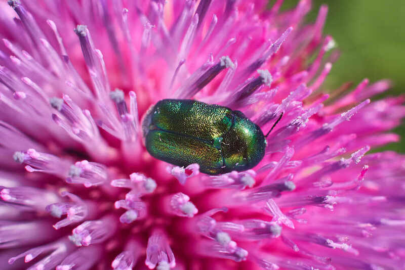 Cryptocephalus sericeus, скрытоглав шелковистый Cryptocephalus sericeus фото превью