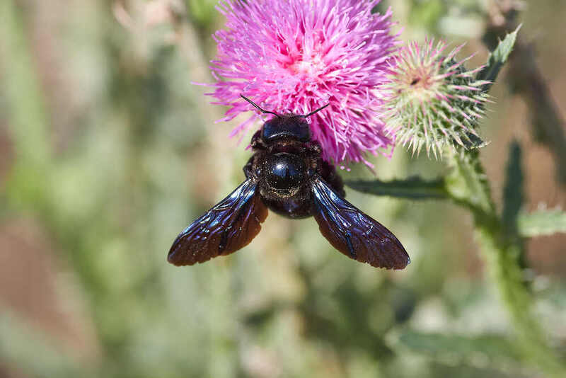 Xylocopa valga, пчела-плотник Xylocopa valga фото превью