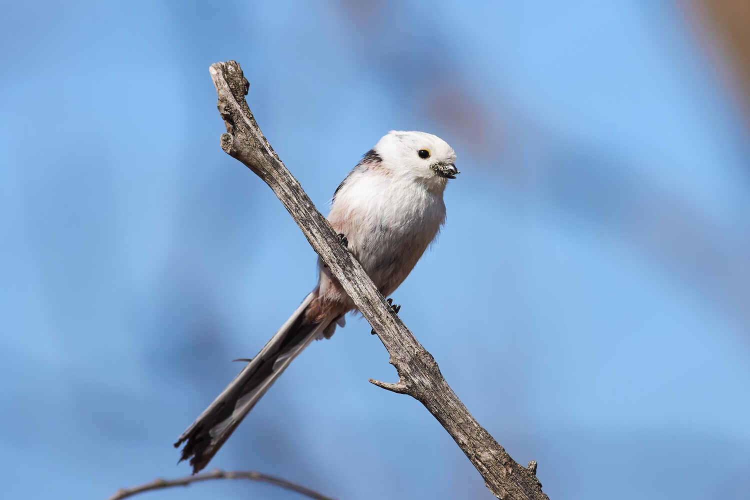 Aegithalos caudatus, линнохвостая синица, ополовник, Павел Сторчилов