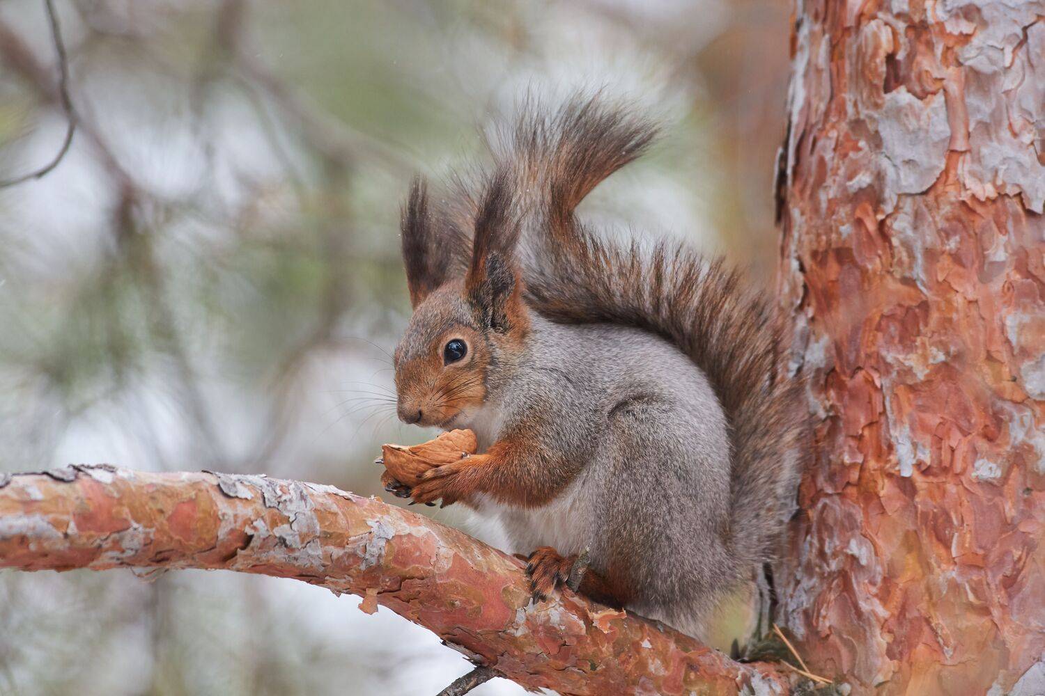 Sciurus vulgaris, белка, Павел Сторчилов