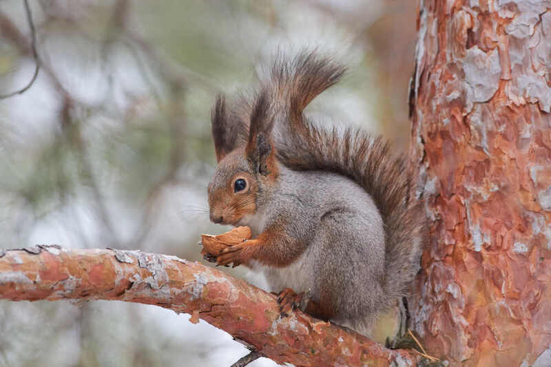 Sciurus vulgaris, белка Sciurus vulgaris фото превью